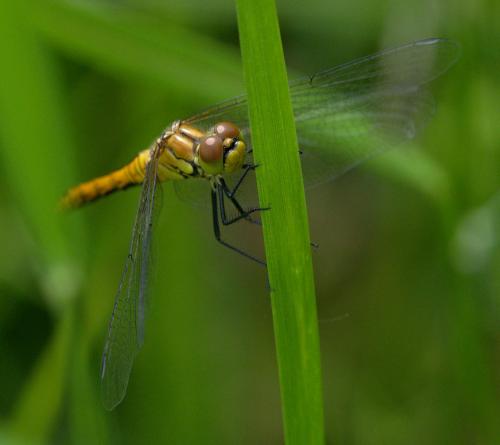 Sympetrum sanguineum